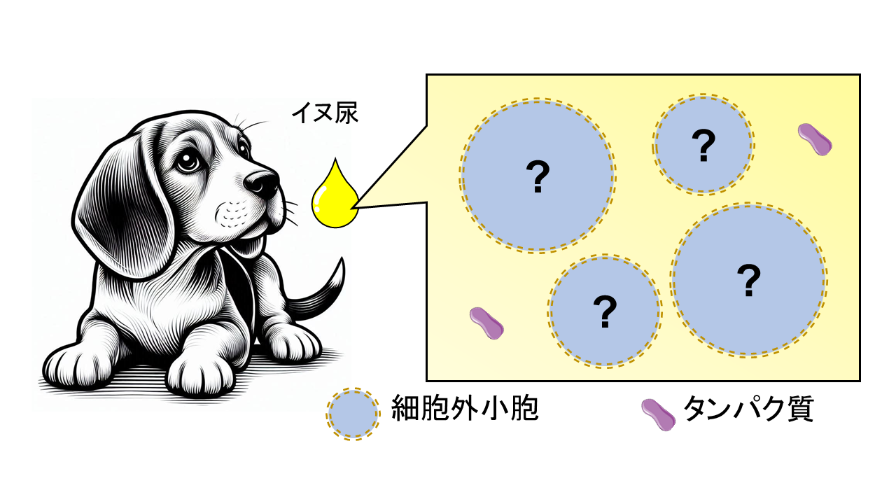 イヌ尿細胞外小胞の画像